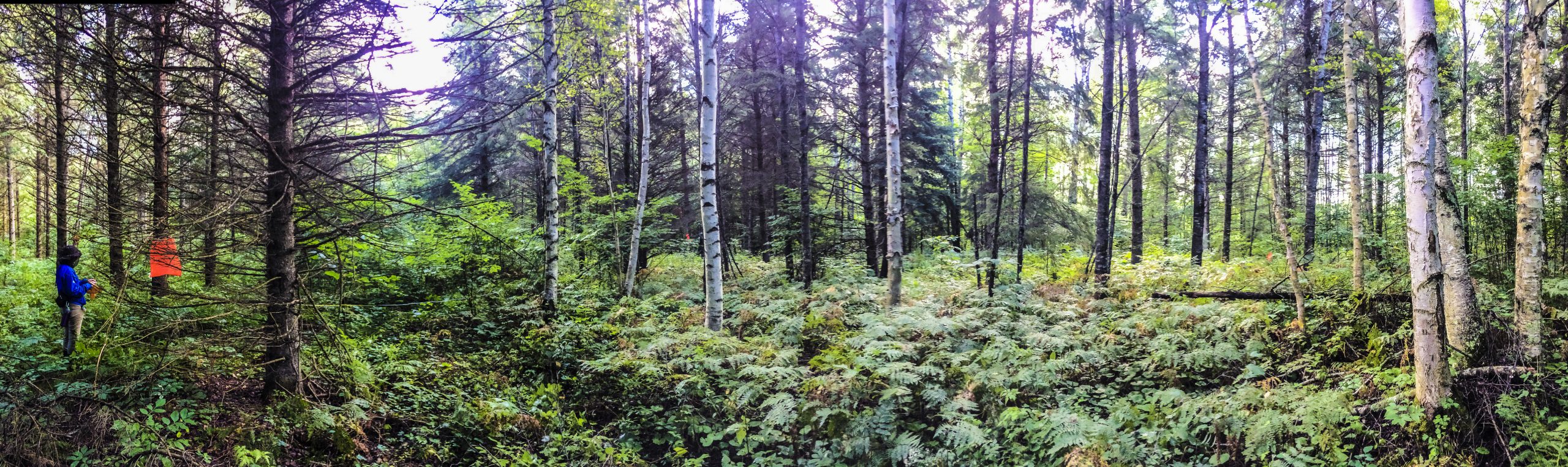 Field technicians survey canopy characteristics in Wisconsin.